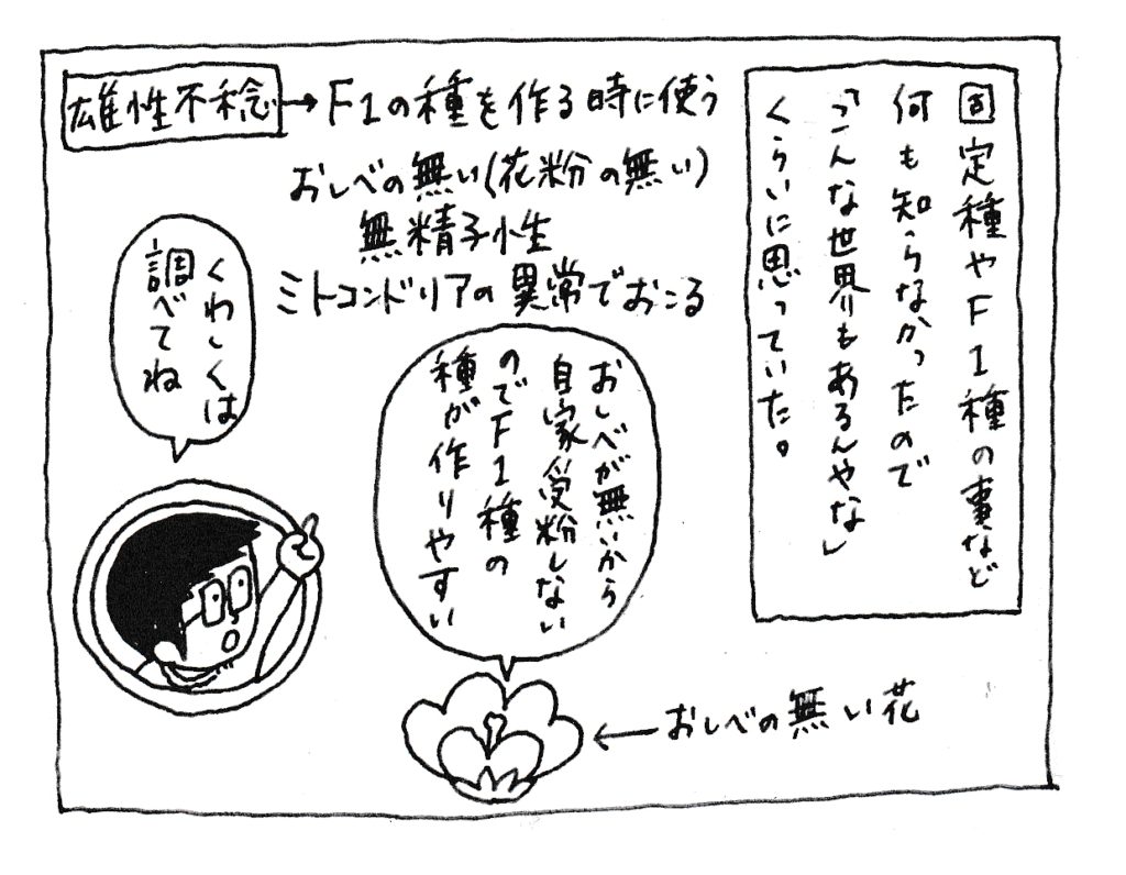 固定種やF1種の事など何も知らなかったので「こんな世界もあるんやな」くらいに思っていた。
【雄性不稔】F1の種を作る時に使う
おしべの無い(花粉の無い)無精子性
ミトコンドリア異常で起こる
おしべが無いから自家受粉しないのでF1種の種が作りやすい