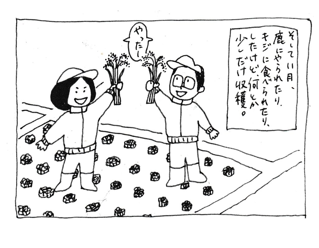 そして11月、鹿にやられたり、キジに食べられたりしたけど、何とか少しだけ収穫
「やったー」